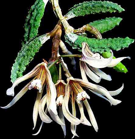 Dendrobium cucumerinum